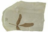 Eocene Fossil Balloon Vine (Cardiospermum) Leaf - Utah #331913-1